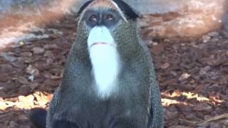 De Brazza's Monkey feeding (Cercopithecus negletus) by Fabi Avventura 5,163 views 7 years ago 2 minutes, 9 seconds