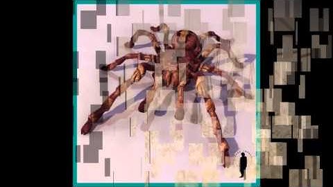 Spider 3D Model | Insect 3D Models | max, 3ds, c4d, obj, lwo