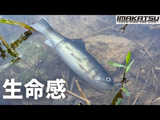 Bass Fishing] Bass Worm 145 Impressions! [IMAKATSU] Explaining how