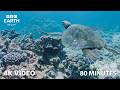 A Serene 4K Ocean Journey | 1 Hour 20 Minutes | BBC Earth Relax