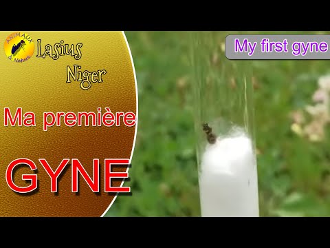 Je démarre l'élevage de fourmis et je capture mes premières Gynes !