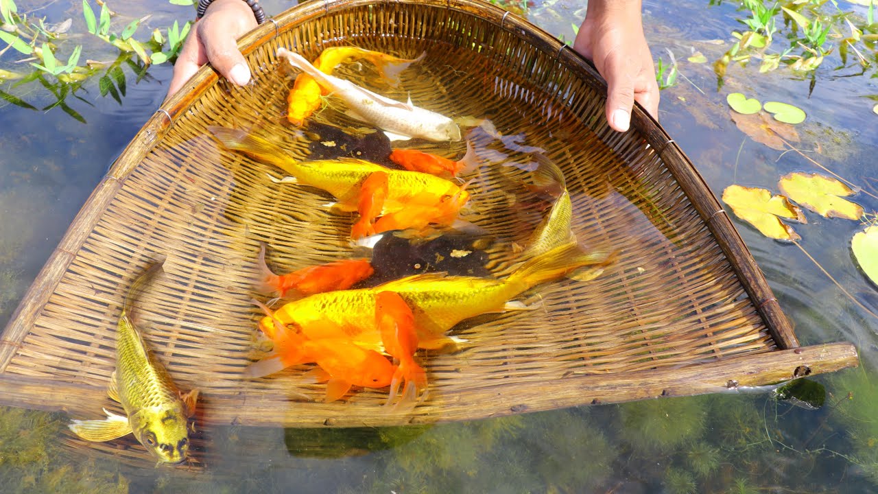 High Class Fish Top High Class Koi & Golden Fish Catch Up From Beautiful River_Amazing ...