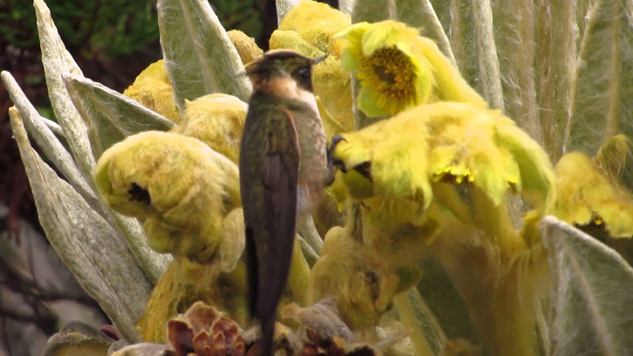 endemic, Buffy Helmetcrest, Oxypogon stubelii, National Park los