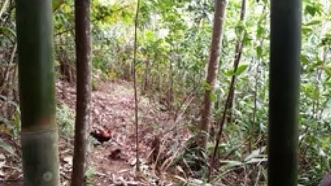 Bẫy gà rừng bang gà mái 2019 cuab qaib qus tuaj mag zoo