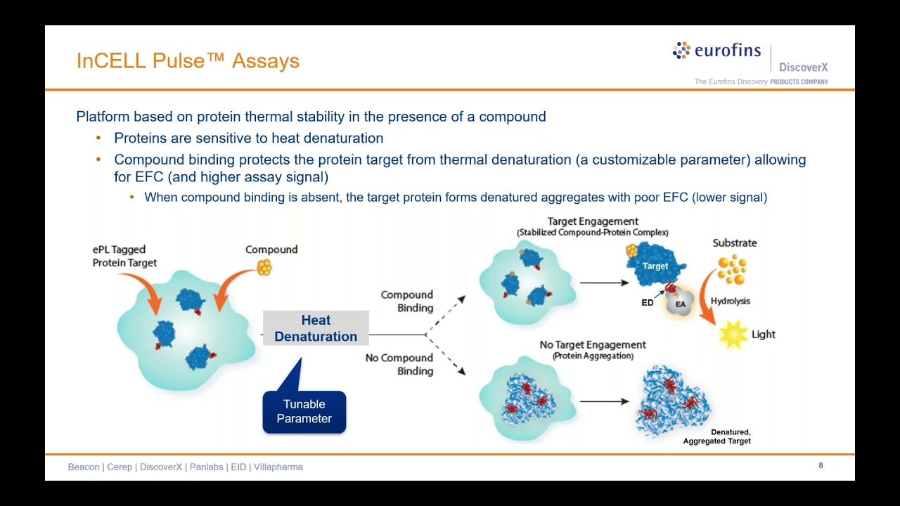 Small Molecule Inhibitors of Oncogenic SHP2 Variants Characterized by Cellular Target Engagement
