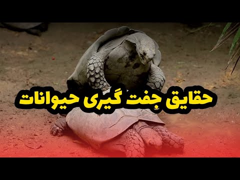 واقعیت های باورنکردنی درباره جفت گیری حیوانات ! | AfazTV - YouTube