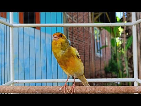 اقوى تغريد كناري للتسميع و تهييج الانات للتزاوج حصريا