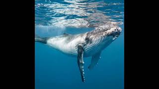 HAZRAT YOUNUS AS BIOGRAPHY LESSON LIFE HISTORY screenshot 5