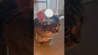 It’s his first day🥺 #shorts #cat #funny