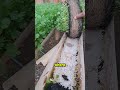 Aprende a cultivartu CILANTRO en tu propia huerta hidropónica en casa #huertaorgánica #hidroponia