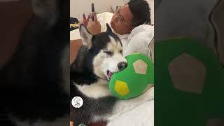 LOL, Try Not To Laugh Crazy Funny Dogs Moments Latest Funny Dog Shorts  EPS1031 #funnydogs