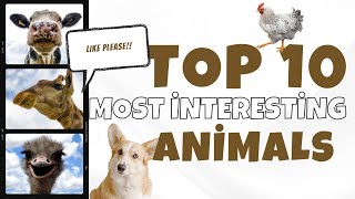Top 10 Most Interesting Animals in the World | Captivating Creatures of the Animal Kingdom