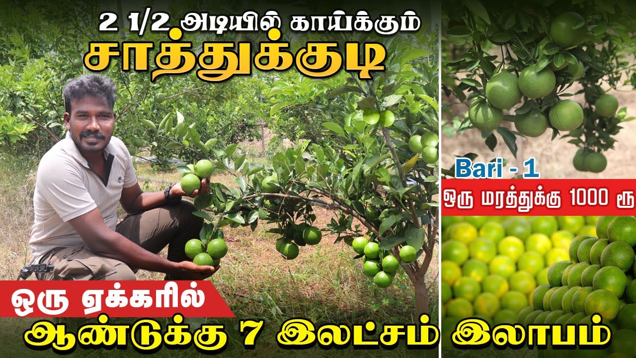ஏக்கருக்கு 7 இலட்சம் வரை இலாபம் தரக்கூடி புதிய சாத்துக்குடி ரகம் #bari1mosambiplants #mosambiplants