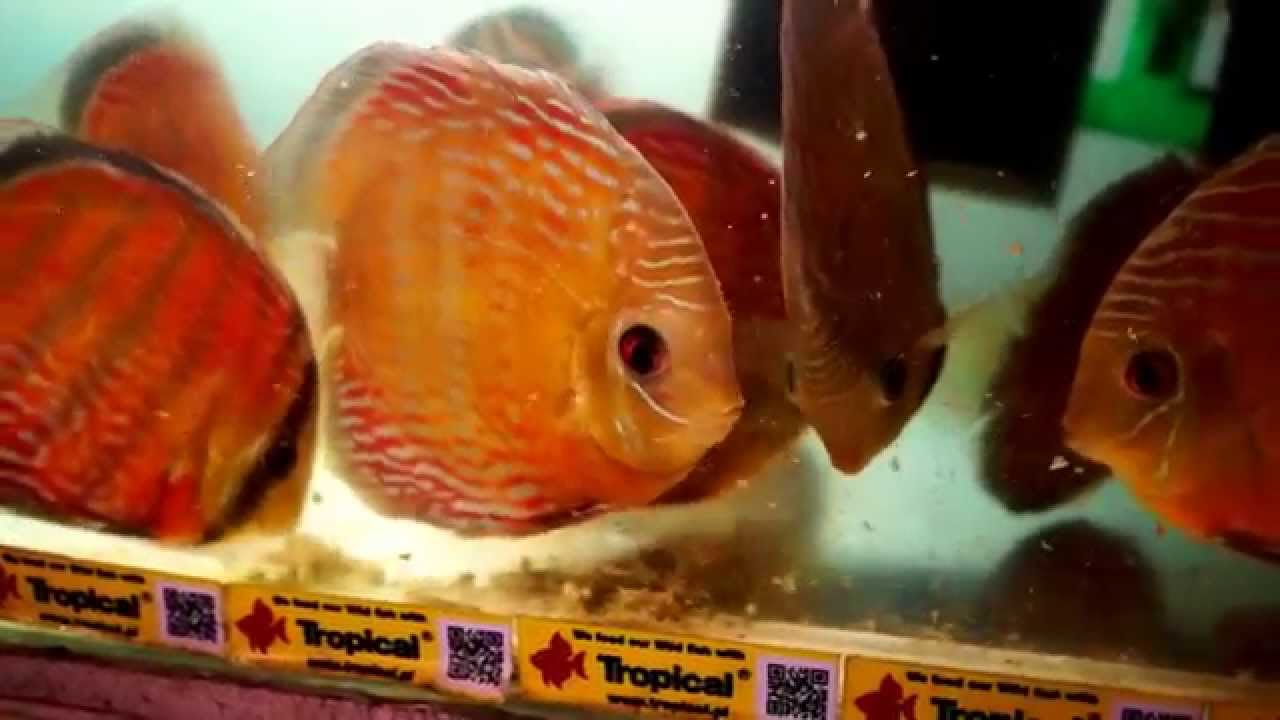 Tropical Food our Wild Discus Love them YouTube