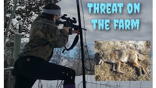 Making dog food and shooting coyotes!
