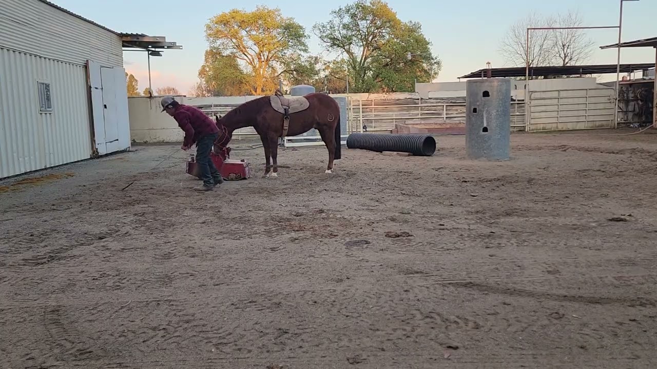 Trabajando al Rebelde para que no se mueva y Yo camine al rededor.
