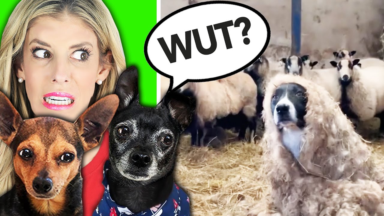 Cute Animals on Tik Tok That Will Make You Laugh - YouTube