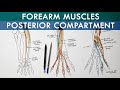 Posterior (Extensor) Compartment of Forearm | Anatomy Tutorial