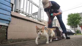 Nita Hemeter is reducing the cat overpopulation problem in New Orleans