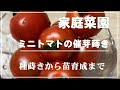 【家庭菜園】ミニトマトの催芽蒔き／ダイソーの種、鈴なりミニトマトを育てます