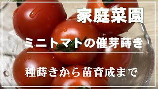 【家庭菜園】ミニトマトの催芽蒔き／ダイソーの種、鈴なりミニトマトを育てます