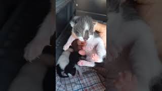 new born kittens