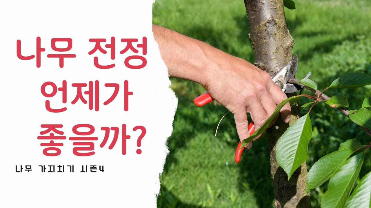 나무 가지치기 시기의 모든 것 1부 Best time to prune trees 1 YouTube