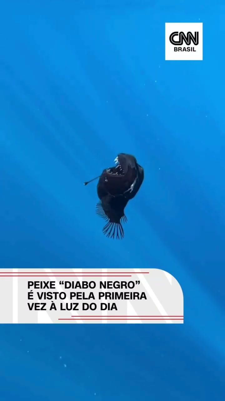 Peixe “diabo negro” é visto pela primeira vez à luz do dia #shorts