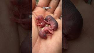 I trapped this mouse at my neighbor’s house and she gave birth 2 days later!