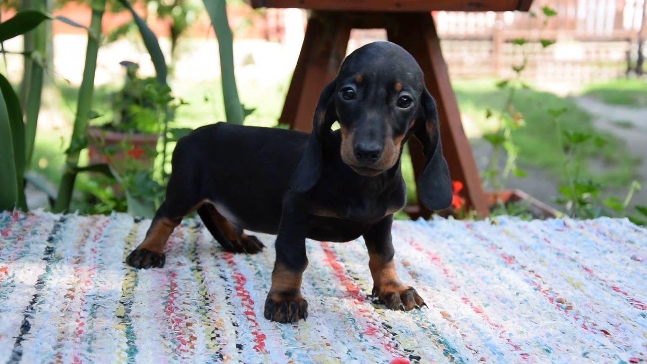 standard size dachshund breeders