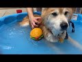 A Shiba Pool Party🐕