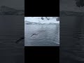 Antarctica expedition cruise - whale encounter #travelvlog #antartica #travel #summer #holiday