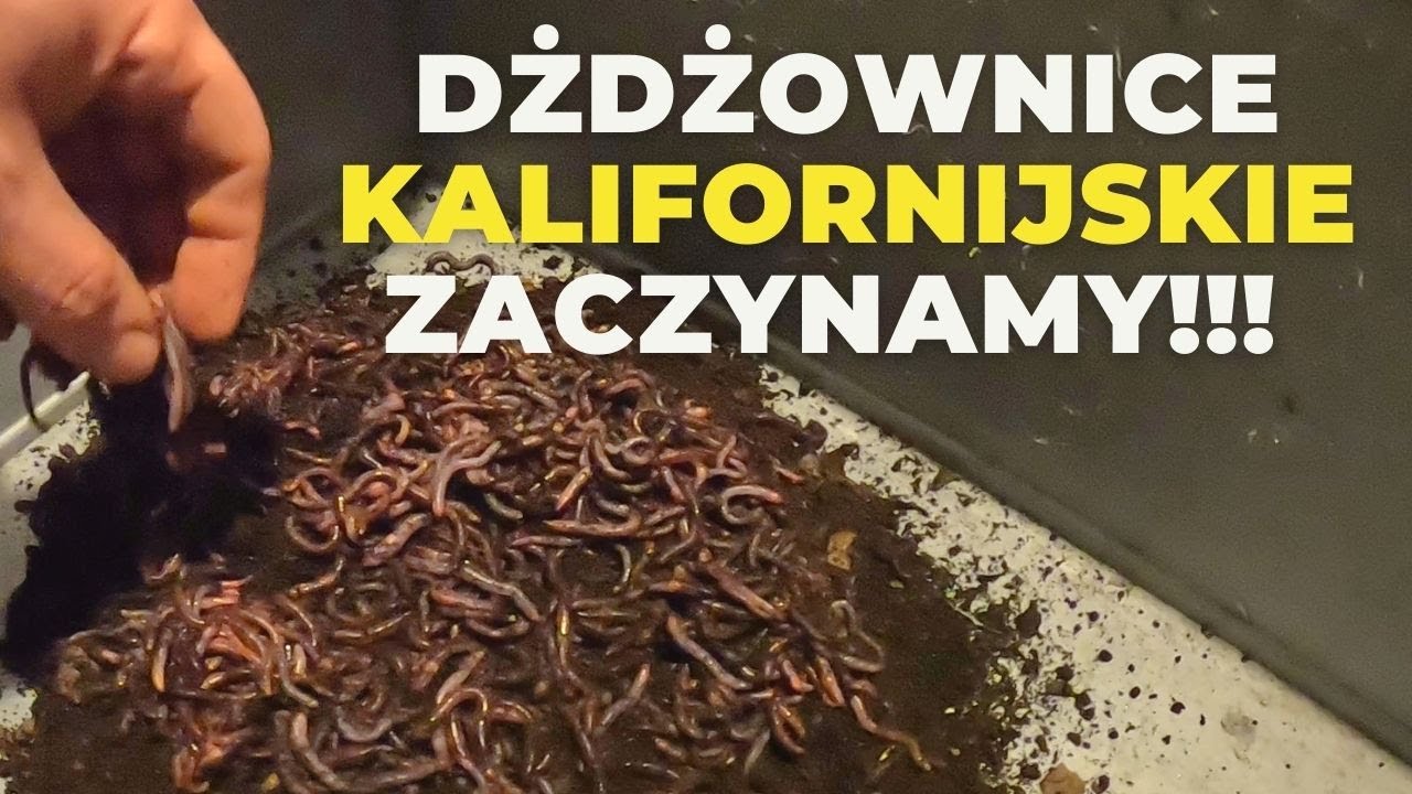 Dżdżownice kalifornijskie moja hodowla pierwsze efekty