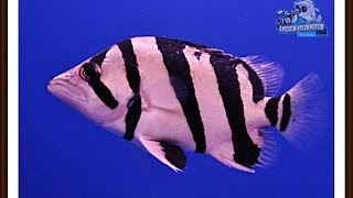 LFC-T เทปที่ 3  Siamese Tigerfish ปลาเสือตอ EP.1