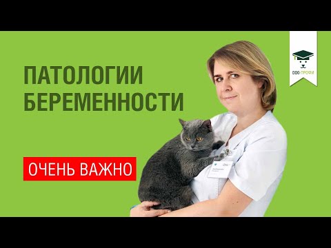 Видео: Помогая небезопасной собаке уверенно приспосабливаться к окружающей среде