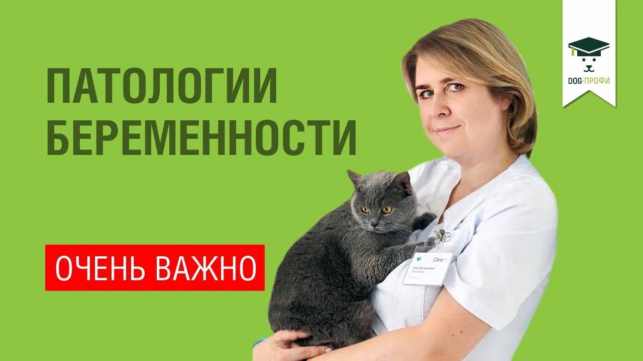 Патология Беременности и Родов Собак и Кошек, Приводящая к Аномалии Развития