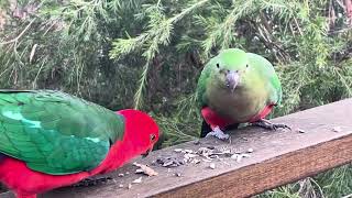 A pair of King Parrots eating sunflower seeds.