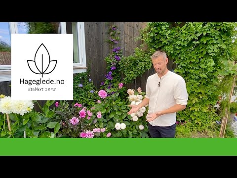 Video: Hvordan bli kvitt trådormen i hagen: noen tips