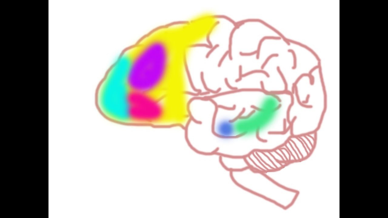 Your Brain on Social Anxiety Disorder - YouTube