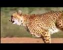 Former Fastest Land Animal in the World - YouTube