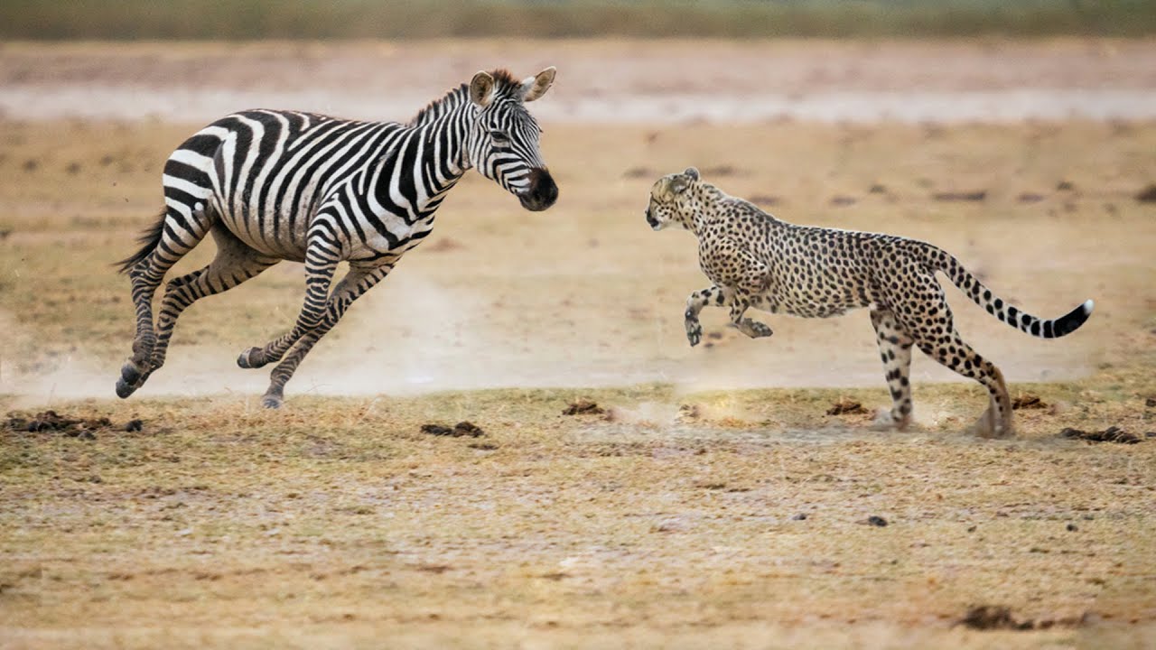 Cheetah Hunting Zebra