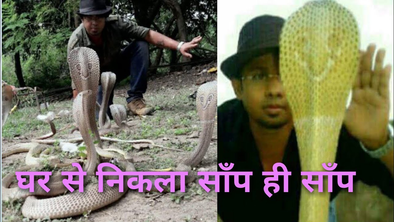 cobra rescue litters दिपावली कि घर सफाई मे निकला र्सिफ साँप ही साँप ।
