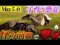 マイアサウラはティラノサウルスを返り討ちにできる怪力草食恐竜…#theisle
