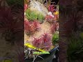 Think Your Air Plant Is Easy? Most People Still Get These Two Basics Wrong #dhgardencentre #plants
