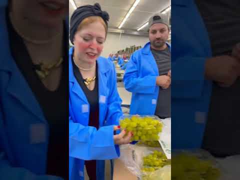 عنب مصري للتصدير