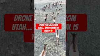 Utah Wildlife from Above — Guess the Animal! 🦌#utah