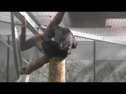 Twycross Zoo - funky gibbons