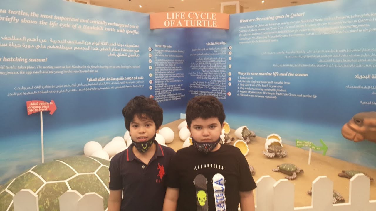 Save Ocean Turtle Nestling Season: The Hawksbill Sea Turtle Hatching Season