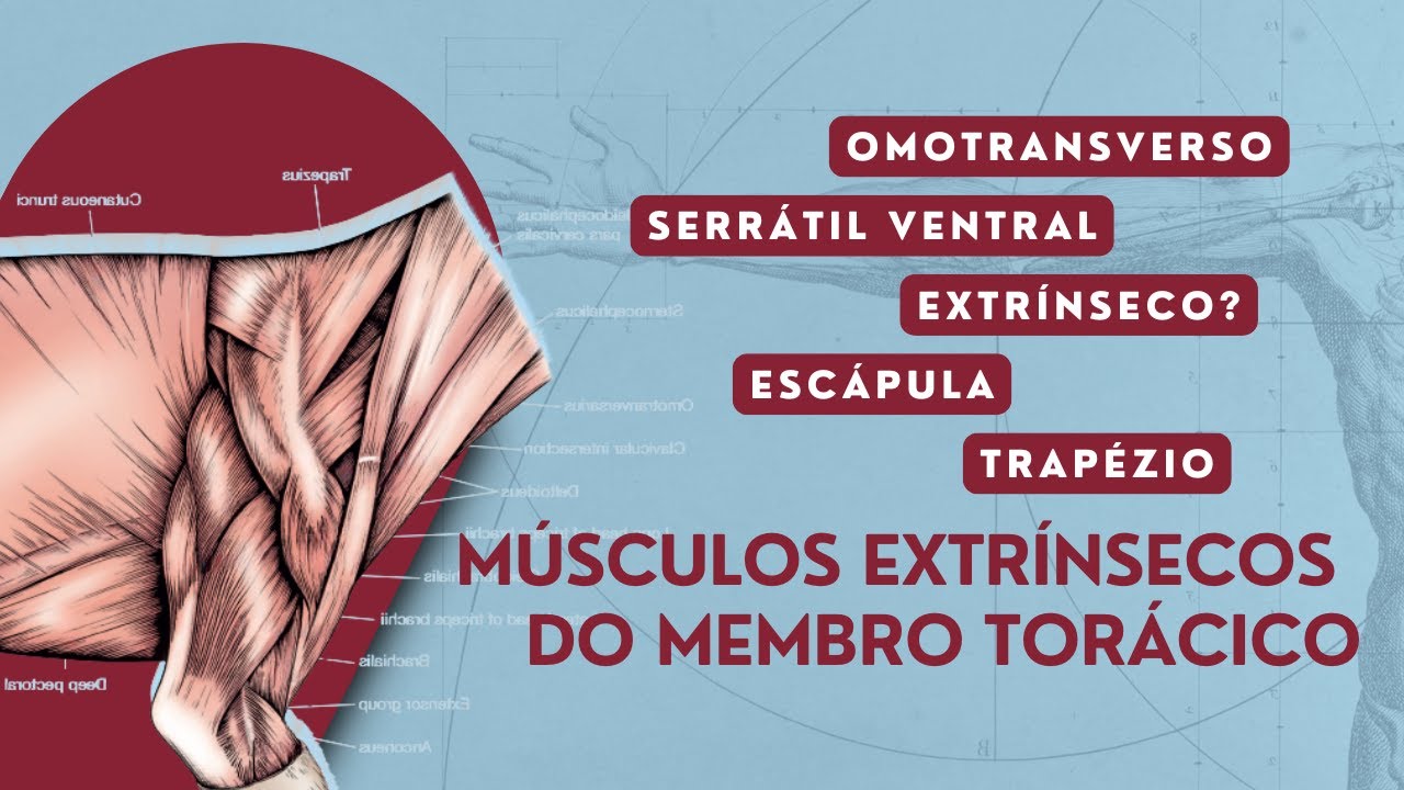 Músculos Extrínsecos do Membro Torácico - Cão e Gato | Anatomia Veterinária | Anatomia Animal