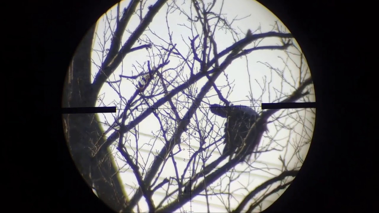 pest Control Crow Hunting 2020